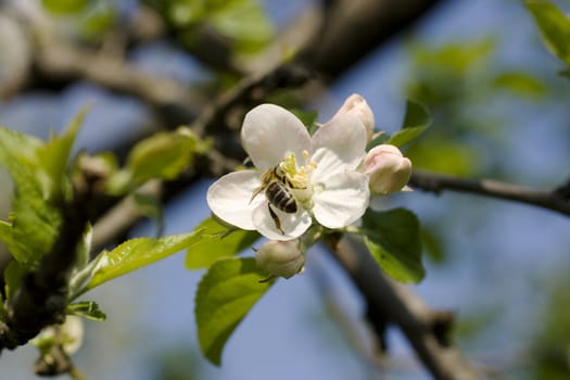 Close up of a Wasp on cherry flower