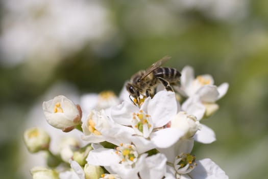 Close up of a Wasp on cherry flower