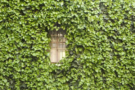 Wall of a house with window covered with ivy