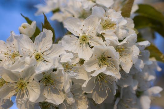 Cherry tree in full blossom