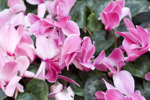 Photo of Blossom Cyclamen persicum