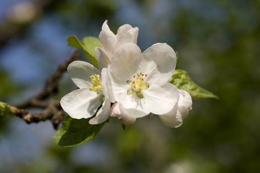 Cherry tree in full blossom