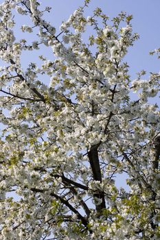 Cherry tree in full blossom