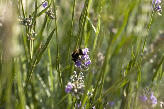 Bee on a Lavender flower in the field