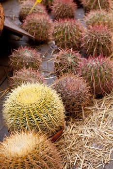 Photo of cactus plants on street market