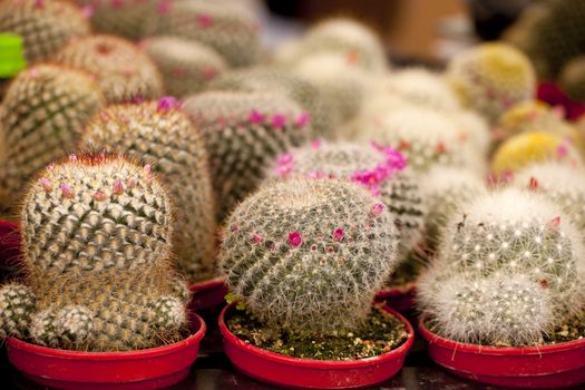Photo of cactus plants on street market