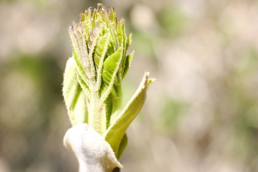 Photo of Ash tree fresh leaves