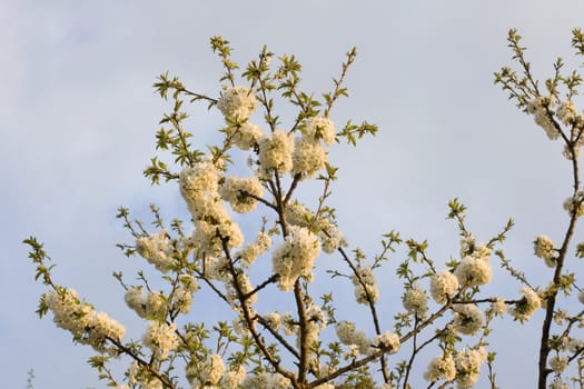 Cherry tree in full blossom