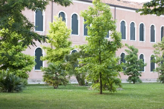 Green Tree in the park