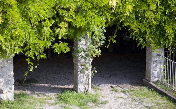 View of Plants on pillars