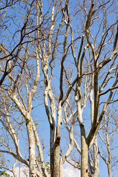 Plane trees in spring season