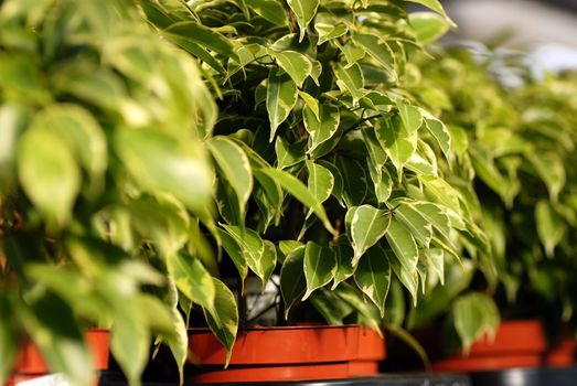 ficus benjamina in pots in garden center