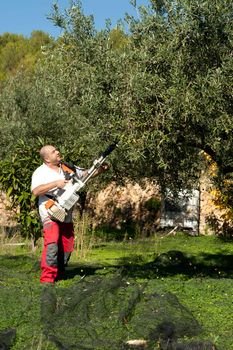 Agricultural worker at olive harvest, using a shaker tool