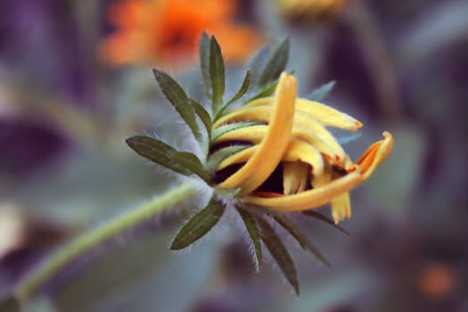 A little yellow flower on dark background