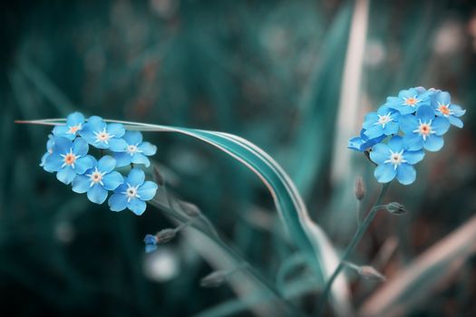 Blue flowers on dark background