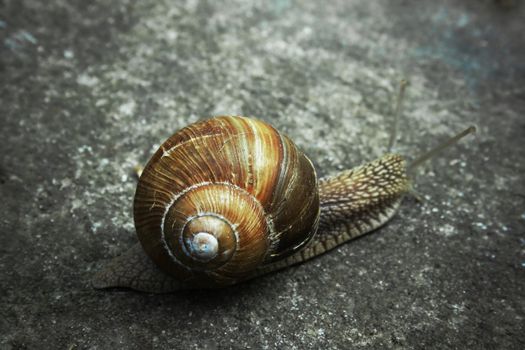 A lone snail moving along on a rock