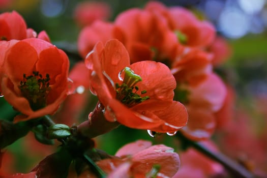 Beautiful red flowers on  green background