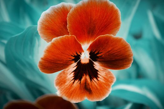 Beautiful orange flower on the blue background