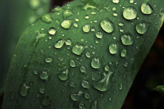 Dew on a leaf on the green background