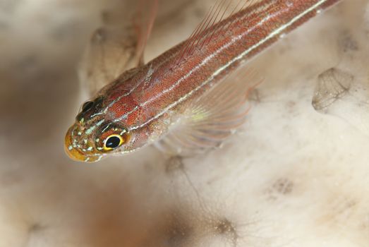 A close up on a many-host goby, Sulawesi, Indonesia