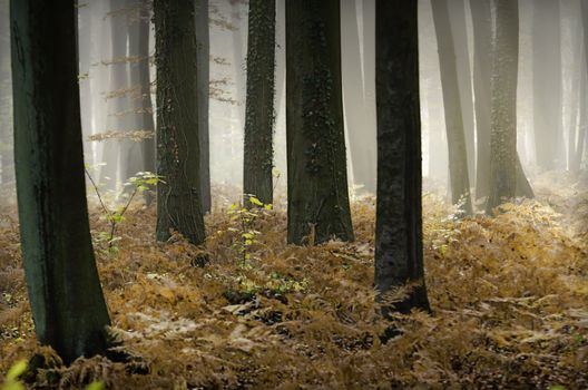 trees surrounded by ferns in a misty forest