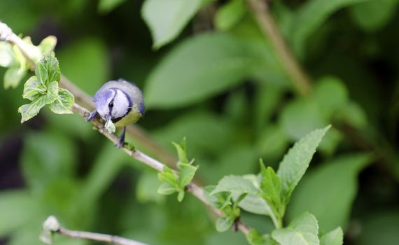 a tit with food in his beak