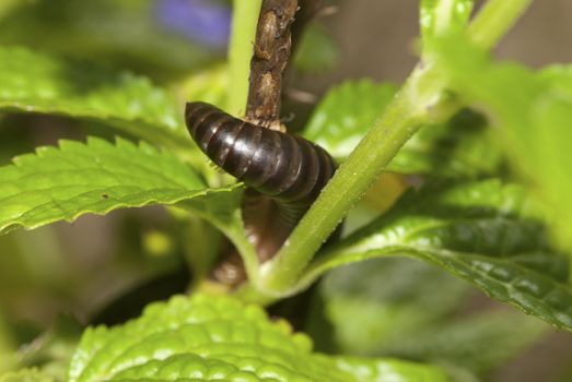 A close up on a millipede on a plant, Botanical Gardens, Mozambique