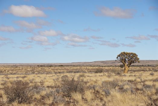 The view of a single tree on a plain covered with rocks and shrubs, Fish River Canyon, South Africa