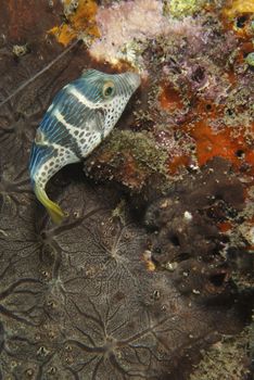The view of a saddled toby eating coral, Sulawesi, Indonesia