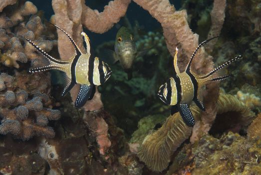 The view of cardinal fish doing the mating dance, Sulawesi, Indonesia