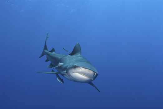 The view of a bull shark from the front,