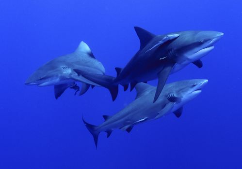 A close up on some bullsharks swimming together, Mozambique