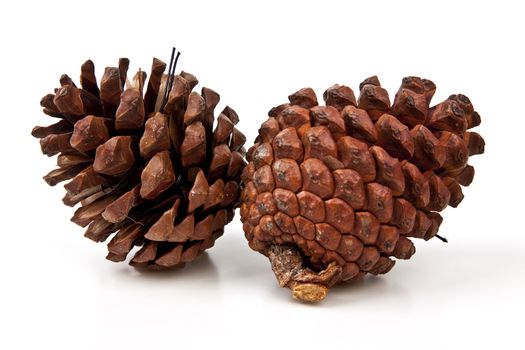 Beautiful pine cone isolated on white background