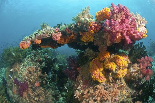 The view of colorful soft coral in a general reef scene, Raja Ampat, Indonesia