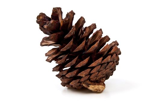 Beautiful pine cone isolated on white background