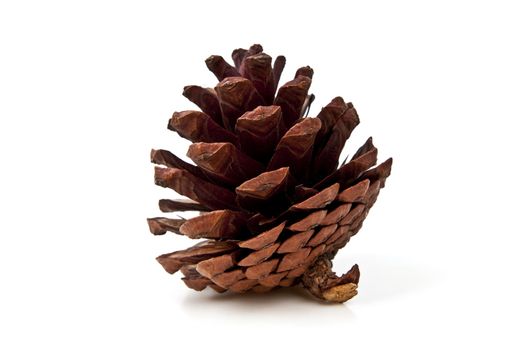 Beautiful pine cone isolated on white background