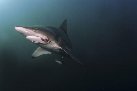 The view of a blacktip shark wounded by a hook, KwaZulu Natal, South Africa
