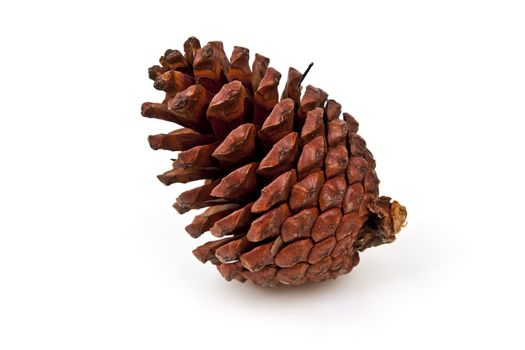 Beautiful pine cone isolated on white background