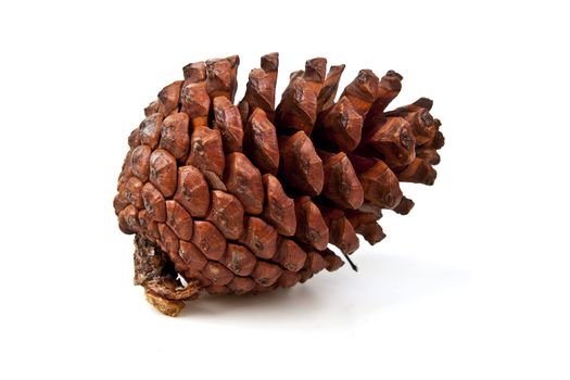 Beautiful pine cone isolated on white background