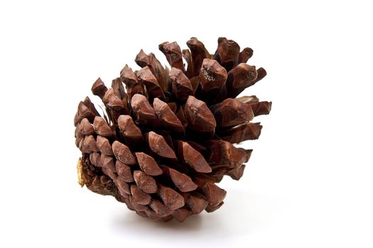 Beautiful pine cone isolated on white background