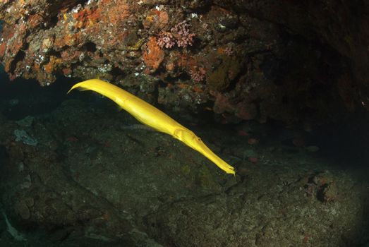 The side view of a bright yellow trumpetfish, KwaZulu Natal, South Africa