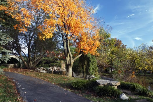 A pathway in a park wtih beautiful autumn colors and a blue sky.