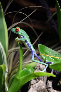 A Red-Eyed Tree Frog (Agalychnis callidryas) holding onto a plant stem in a tropical rainforest