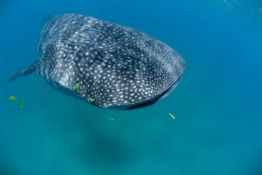 A close up on a whaleshark and golden trevallys swimming together, KwaZulu Natal, South Africa