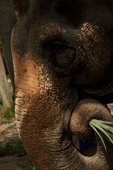 Asian elephant head close up.