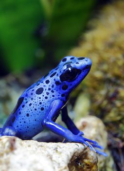 A macro shot of a Blue Poison Dart Frog (Dendrobates Azureus) in a tropical setting.  This frog is found in the forests surrounded by the Sipaliwini Savannah located in southern Suriname and Brazil.