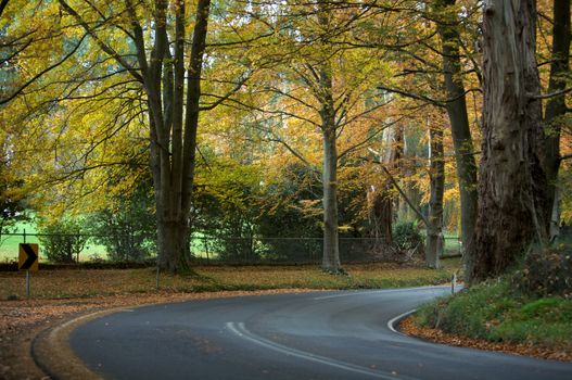 An Autumn journey road trip, Forrest