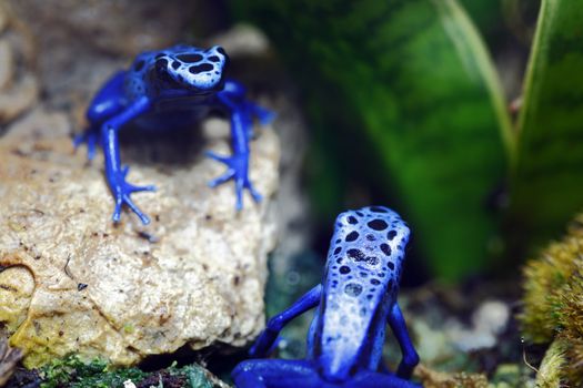 A macro shot of two Blue Poison Dart Frogs (Dendrobates Azureus) in a tropical setting.  This frog is found in the forests surrounded by the Sipaliwini Savannah located in southern Suriname and Brazil.