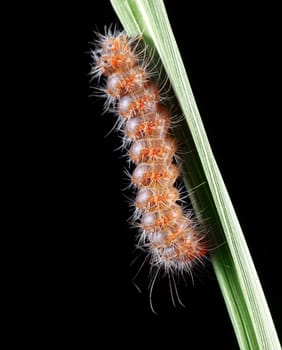 A macro shot of a Fall Webworm (Hyphantria cunea) crawling up a single grassblade against a solid black background.