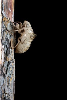 A macro shot of a cicada shell on a tree at night. Plenty of copy space available against a solid black background.